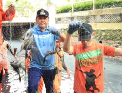 Ganggu Ekosistem dan Rusak Tanggul, Ikan Sapu-Sapu Dibasmi di Jakarta Timur