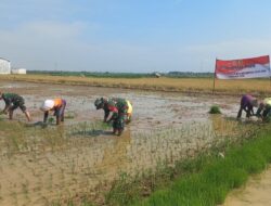 Semangat Kebersamaan di Balik Penanaman Padi TMMD Reguler ke-128 di Desa Godo