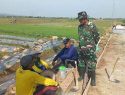 Komsos di Tengah Pengecoran, Serka Iskandar Dengarkan Harapan Petani Desa Godo