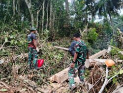 Satgas TMMD Ke-129 Tunjukkan Dedikasi, Ambil Material Kayu untuk Renovasi RTLH di Desa Umbele